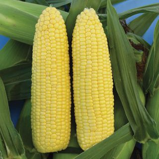 Vision MXR Corn Thumbnail